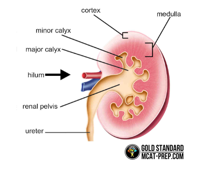 Kidney structure